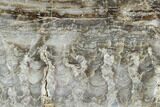 Paleoproterozoic Columnar Stromatolite (Eucapsiphora) - Australia #96291-1
